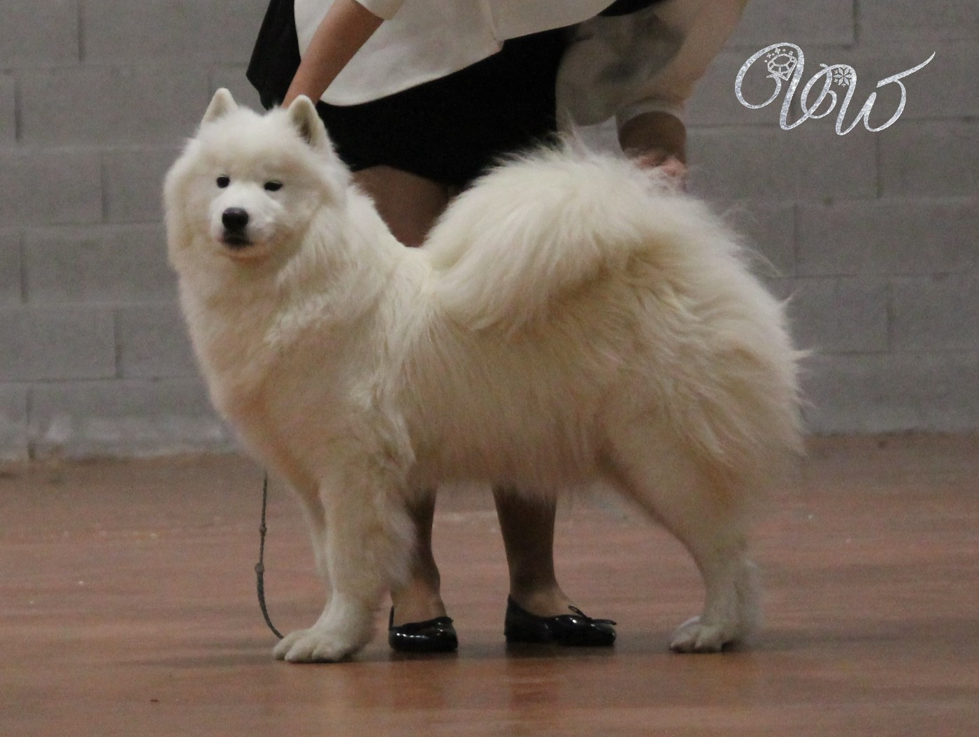 CH. Sumptuous red ruby Von Weiss Juwelen