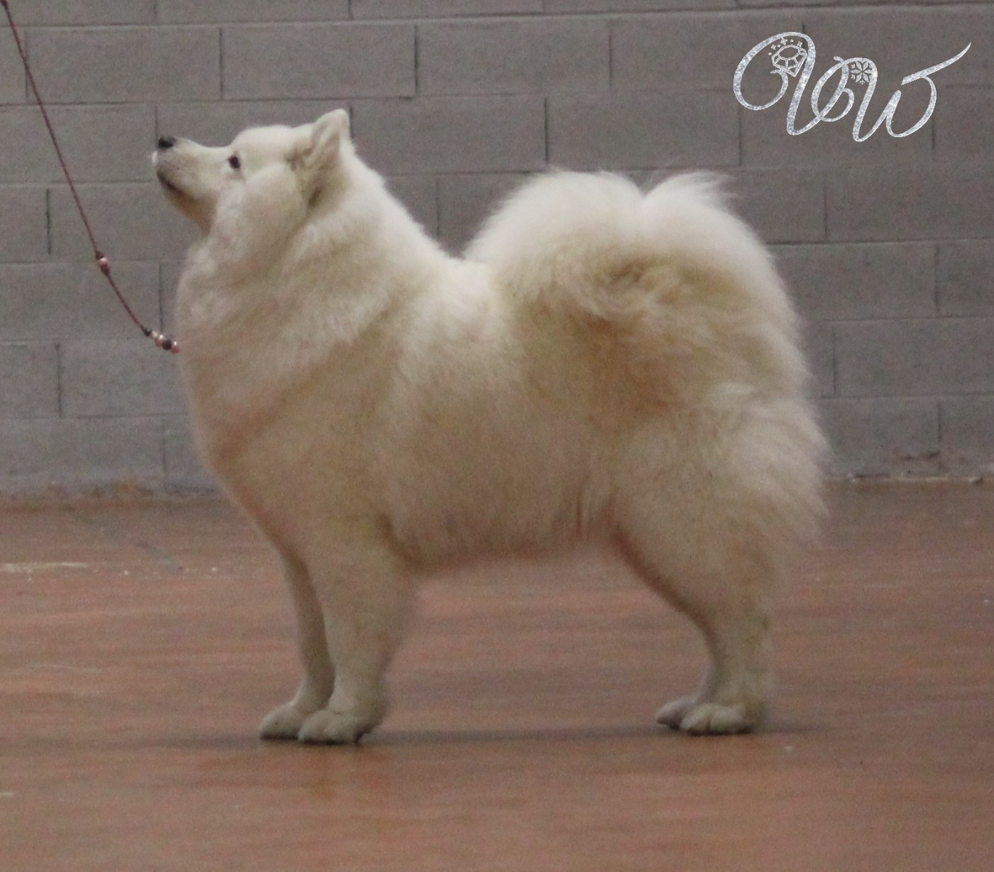 CH. Mystic milady Von Weiss Juwelen