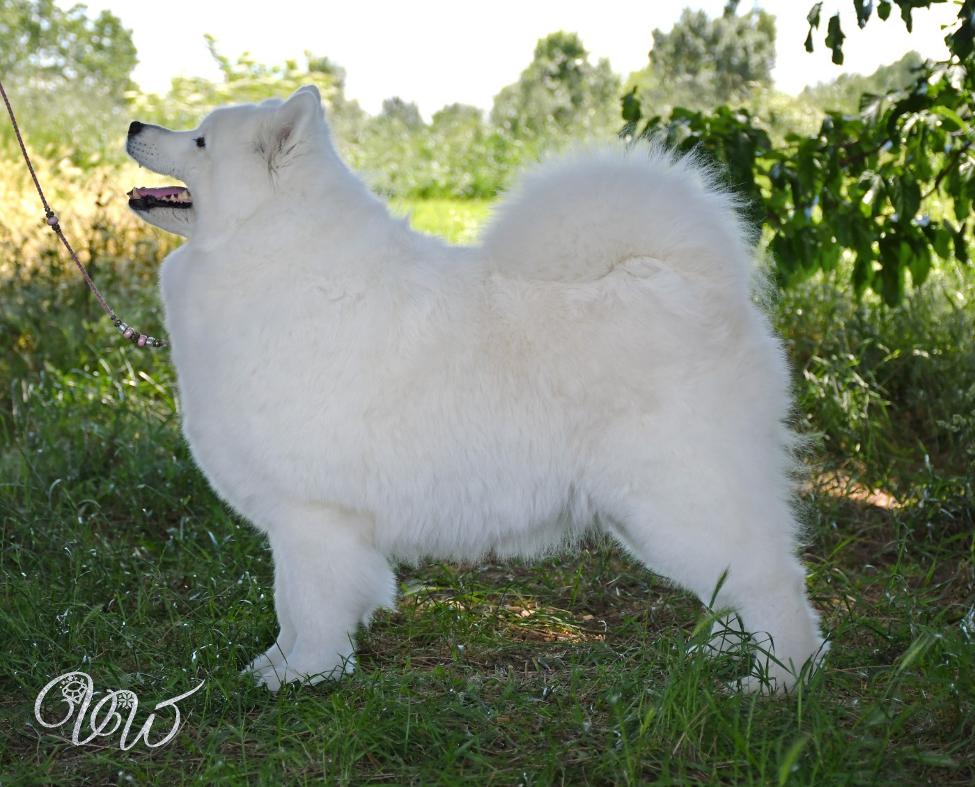 CH. Mystic milady Von Weiss Juwelen