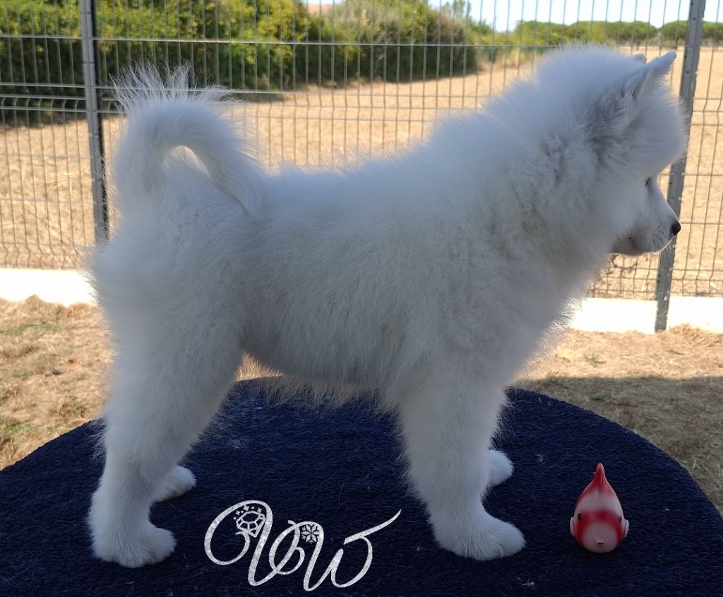 Ambitious lady-of-vale Von Weiss Juwelen
