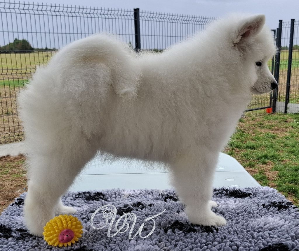 Ambitious princess-of-ice Von Weiss Juwelen