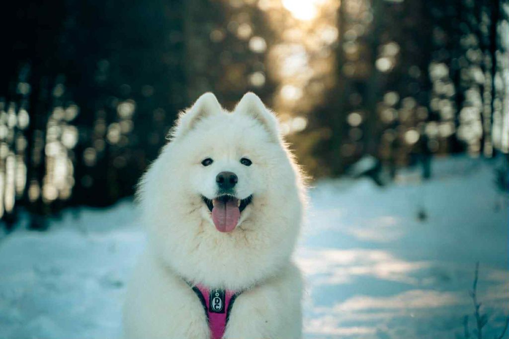 Sumptuous summer melody Von Weiss Juwelen