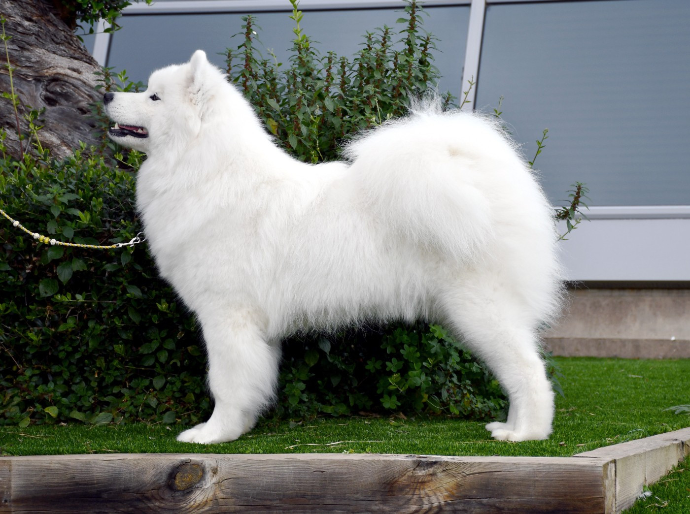 Valuable fire-of-sun Von Weiss Juwelen