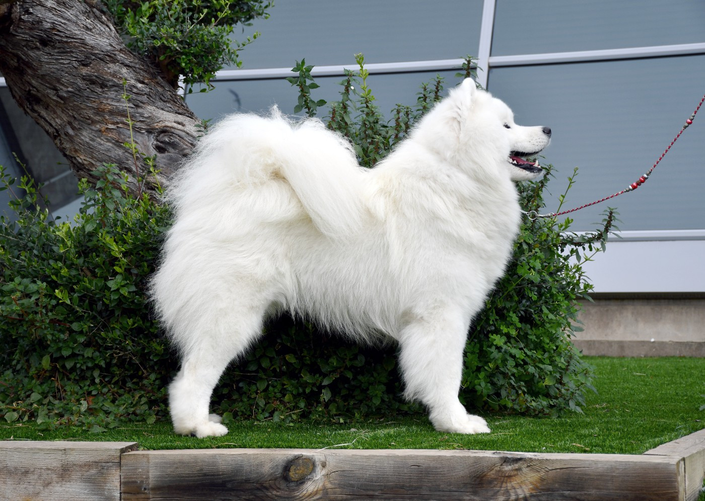 Résultats de l'Exposition Internationale de Perpignan en SPE 2026