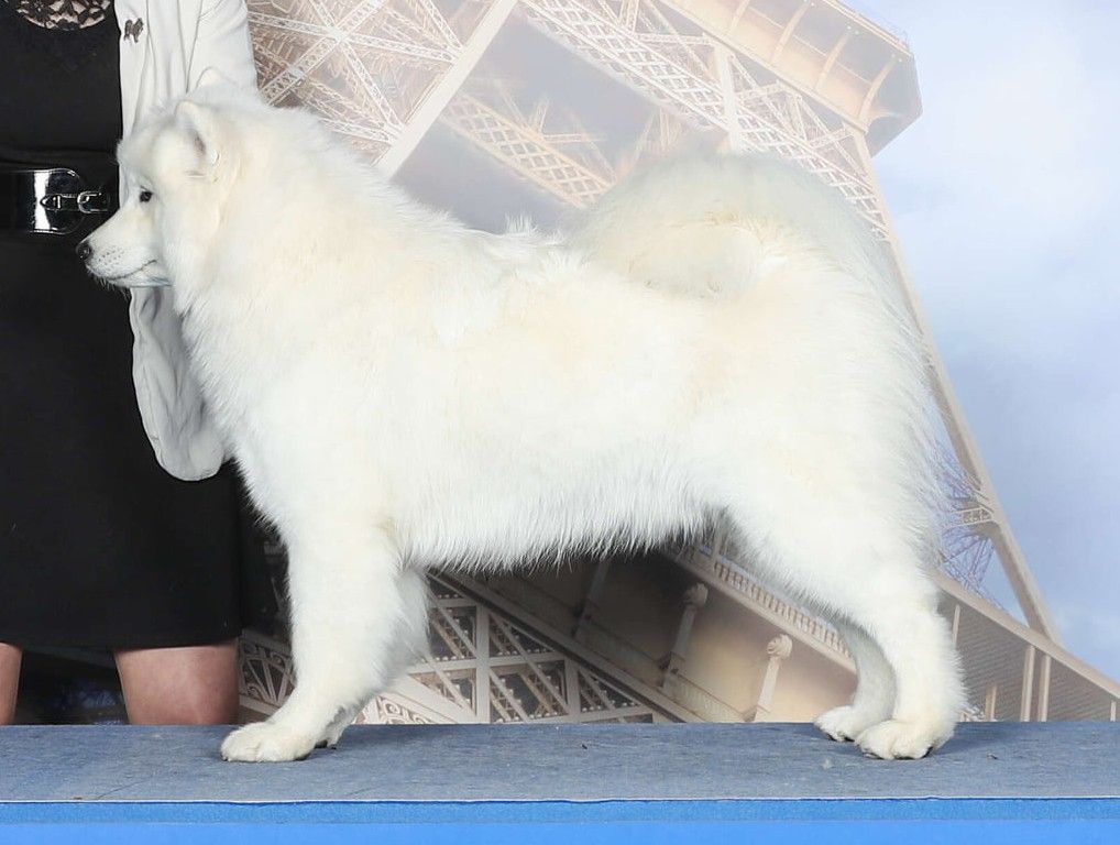 Von Weiss Juwelen - Résultats de l'Exposition Internationale de L'European Dog Show 2022