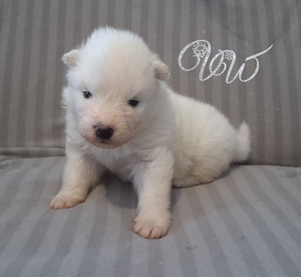 Von Weiss Juwelen - Chiots disponibles - Samoyède