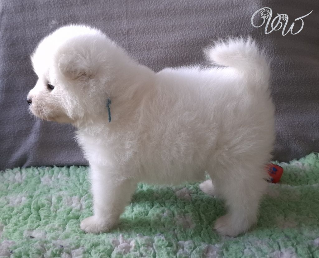 Von Weiss Juwelen - Chiots disponibles - Samoyède