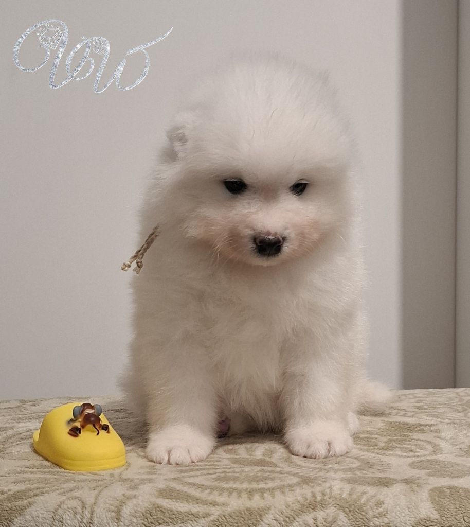 Von Weiss Juwelen - Chiots disponibles - Samoyède
