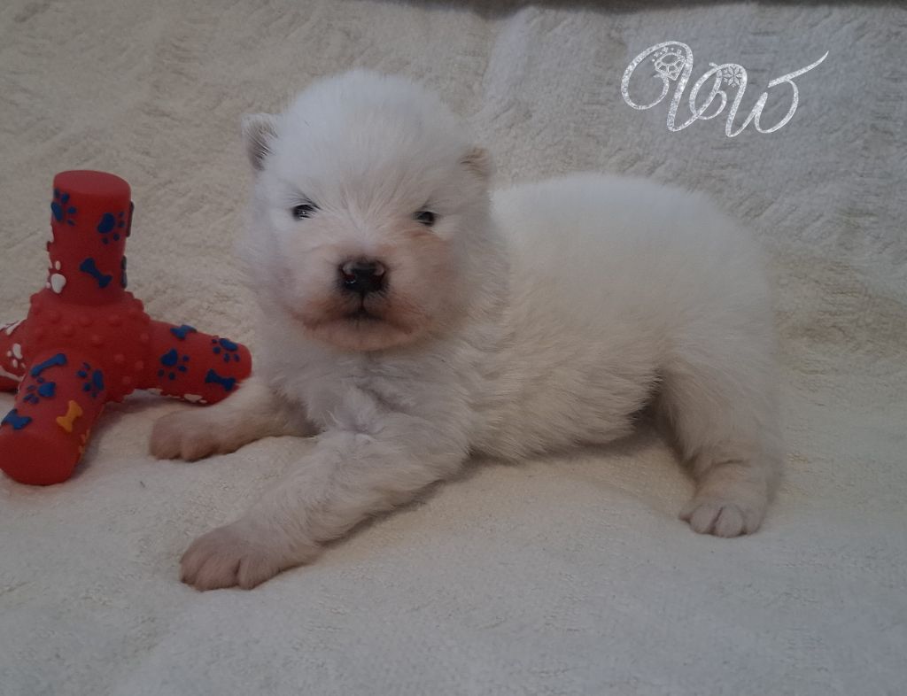 Von Weiss Juwelen - Chiots disponibles - Samoyède