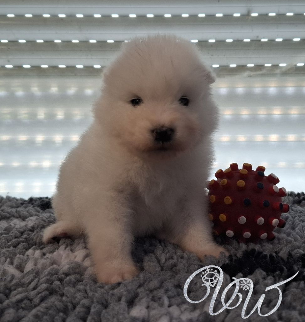 Von Weiss Juwelen - Chiots disponibles - Samoyède