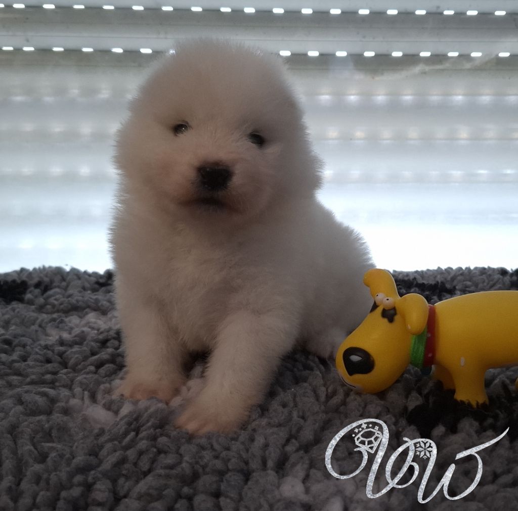 Von Weiss Juwelen - Chiots disponibles - Samoyède