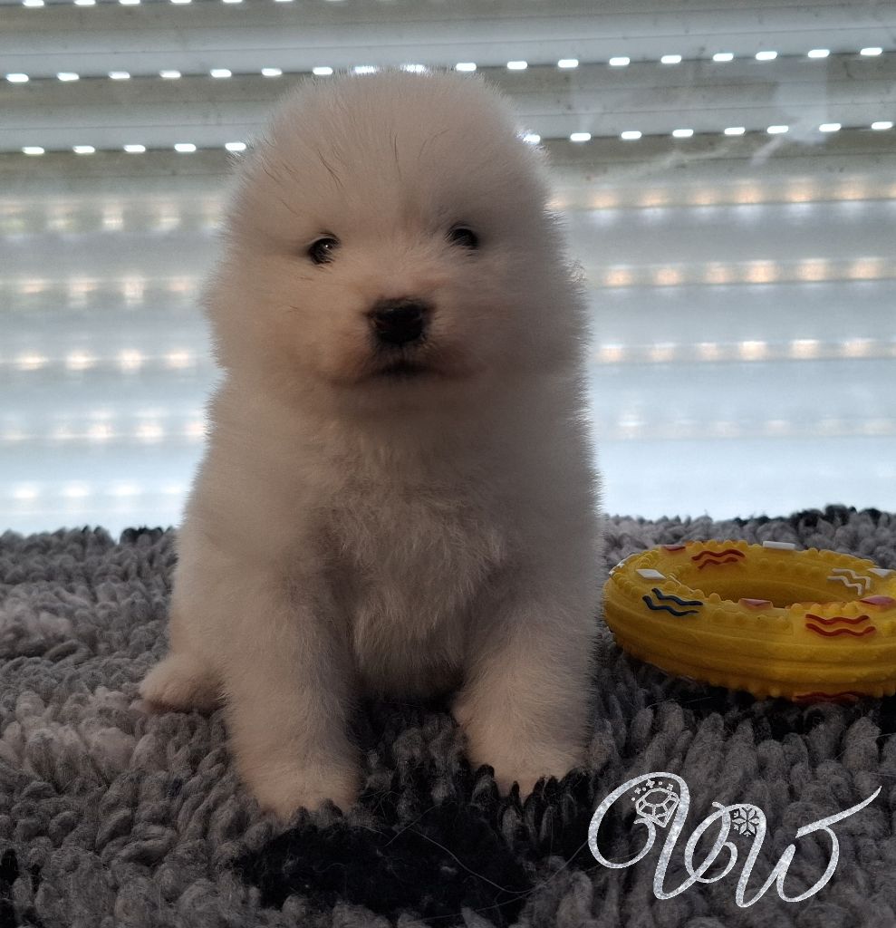 Von Weiss Juwelen - Chiots disponibles - Samoyède