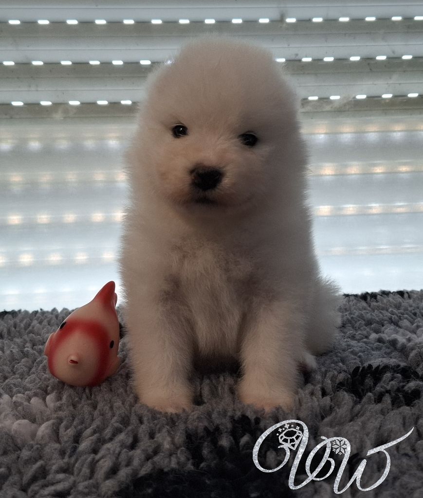 Von Weiss Juwelen - Chiots disponibles - Samoyède