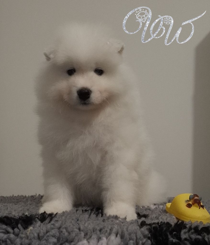 Von Weiss Juwelen - Chiots disponibles - Samoyède