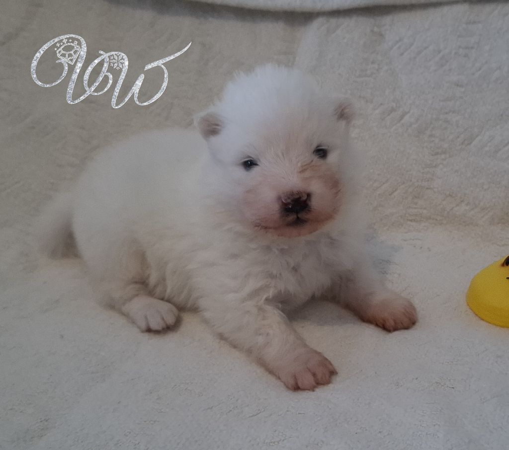 Von Weiss Juwelen - Chiots disponibles - Samoyède