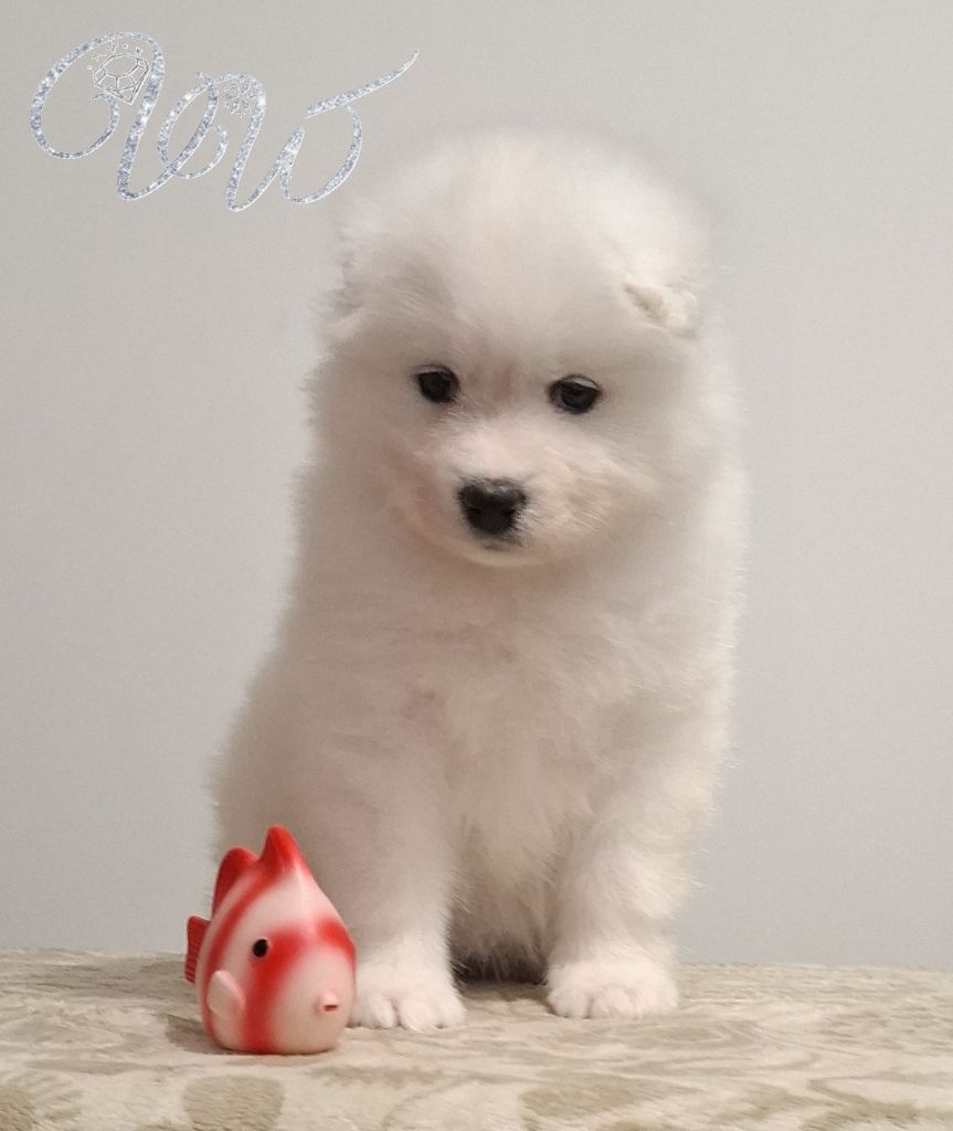 Von Weiss Juwelen - Chiots disponibles - Samoyède