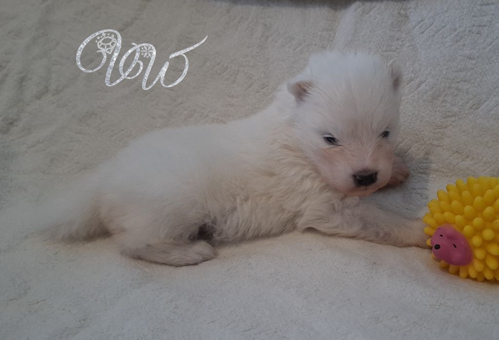 Von Weiss Juwelen - Chiots disponibles - Samoyède