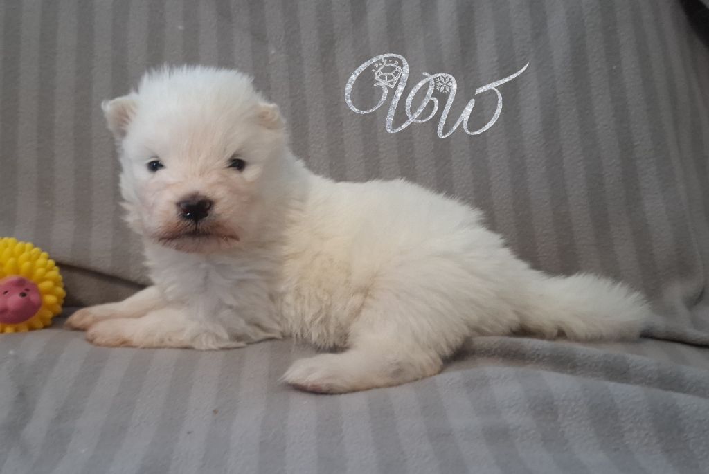 Von Weiss Juwelen - Chiots disponibles - Samoyède