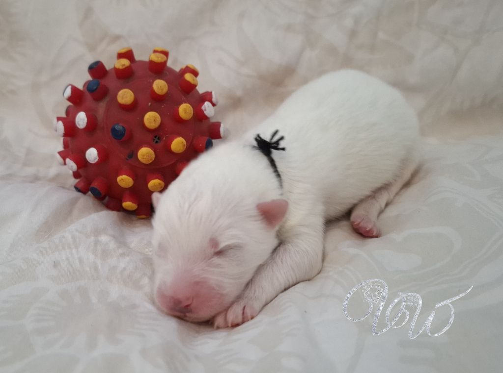 Von Weiss Juwelen - Chiots disponibles - Samoyède