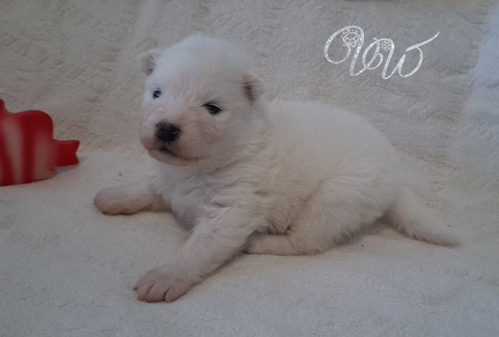 Von Weiss Juwelen - Chiots disponibles - Samoyède