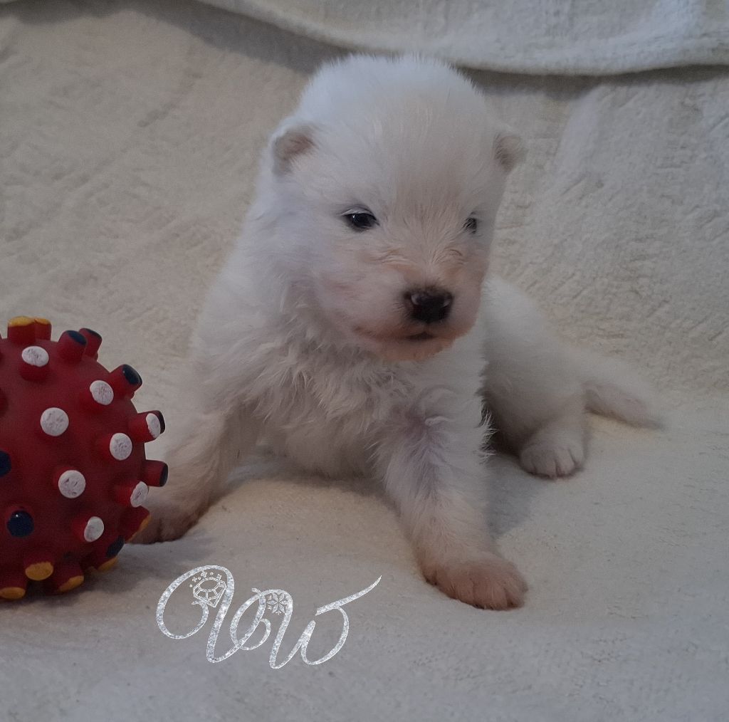 Von Weiss Juwelen - Chiots disponibles - Samoyède