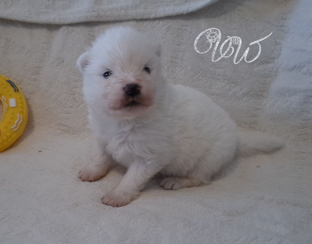 Von Weiss Juwelen - Chiots disponibles - Samoyède