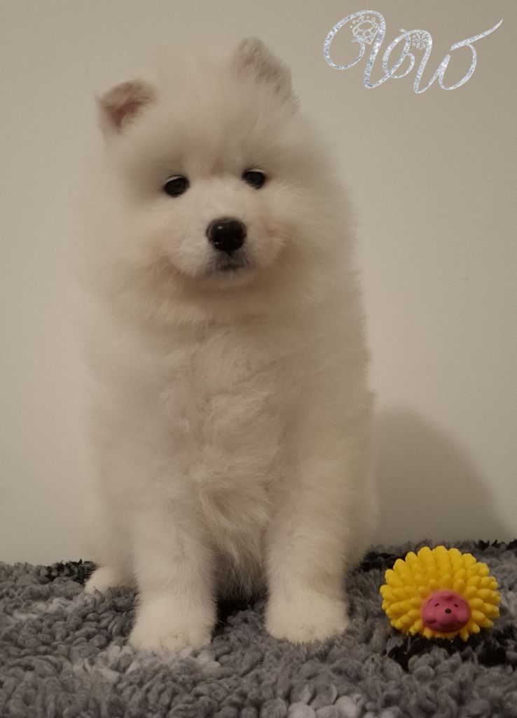 Von Weiss Juwelen - Chiots disponibles - Samoyède
