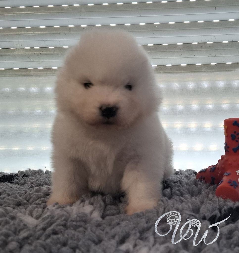 Von Weiss Juwelen - Chiots disponibles - Samoyède