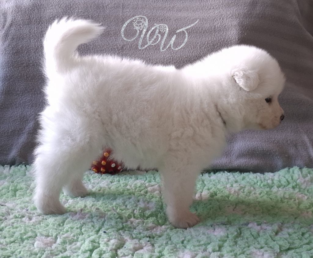 Von Weiss Juwelen - Chiots disponibles - Samoyède