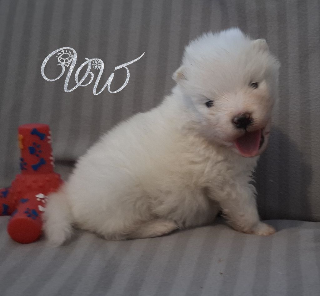 Von Weiss Juwelen - Chiots disponibles - Samoyède