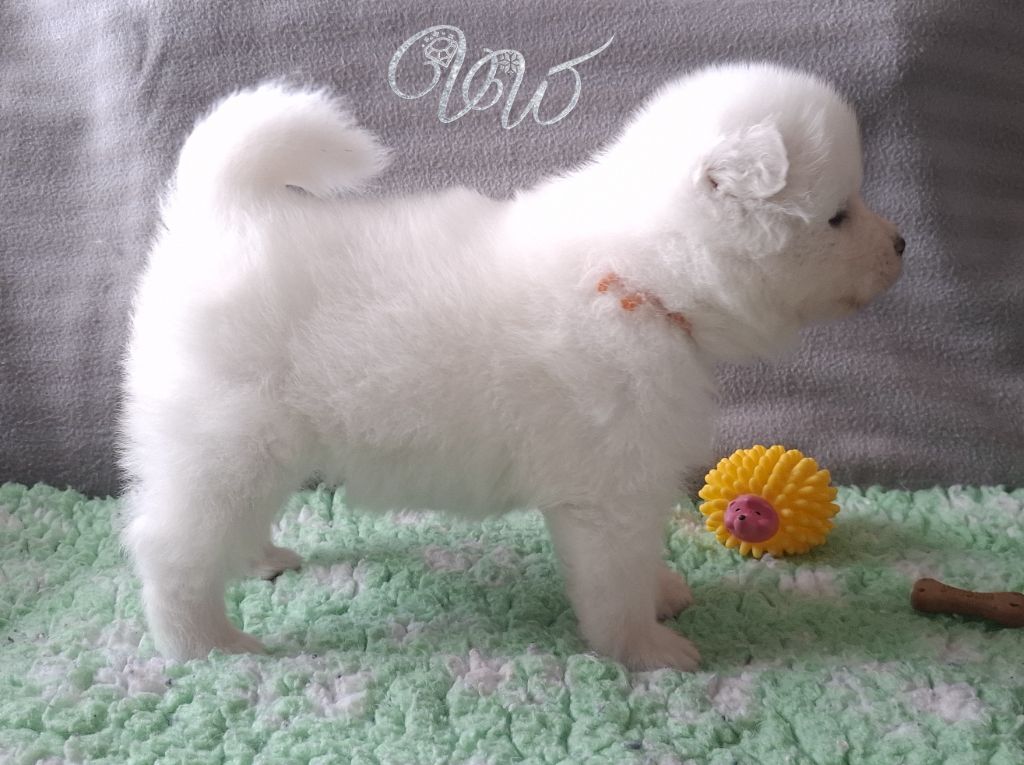 Von Weiss Juwelen - Chiots disponibles - Samoyède