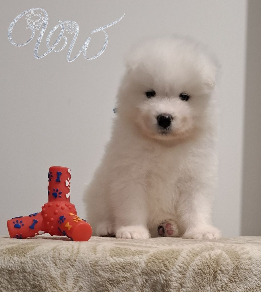 Von Weiss Juwelen - Chiots disponibles - Samoyède