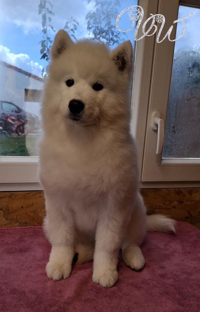 Von Weiss Juwelen - Chiots disponibles - Samoyède