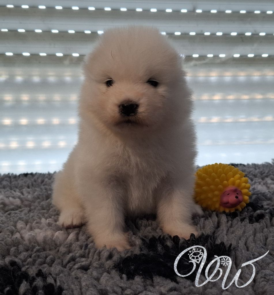 Von Weiss Juwelen - Chiots disponibles - Samoyède