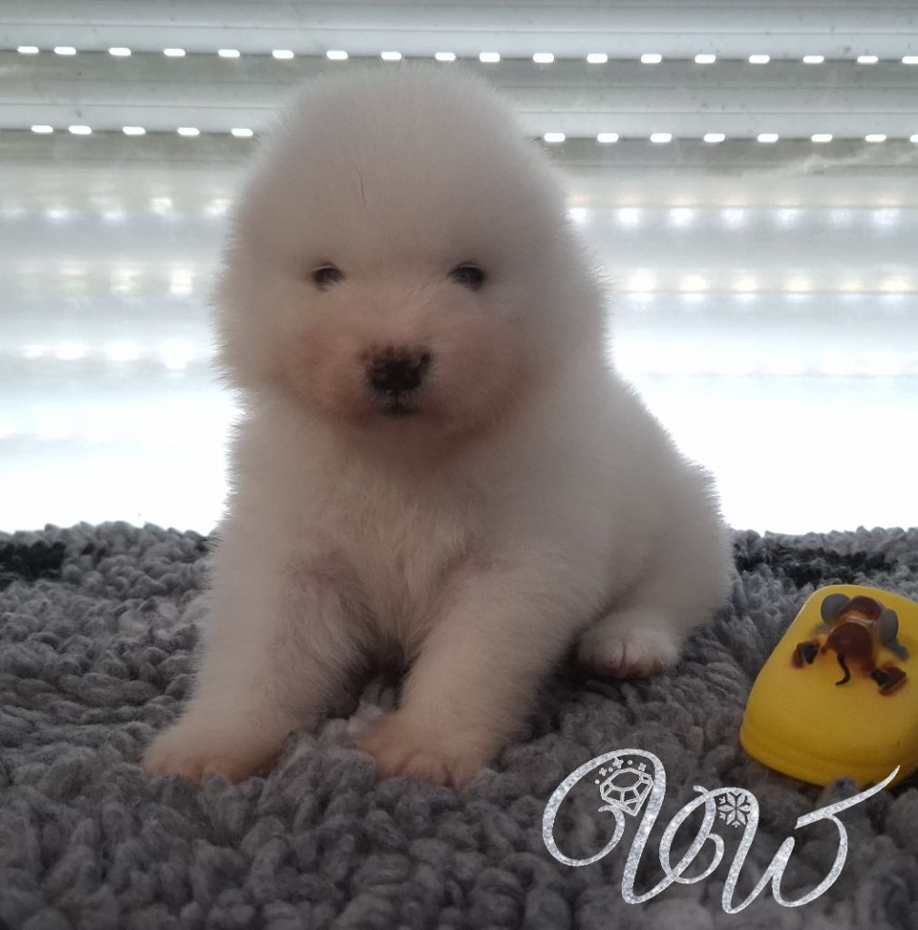 Von Weiss Juwelen - Chiots disponibles - Samoyède