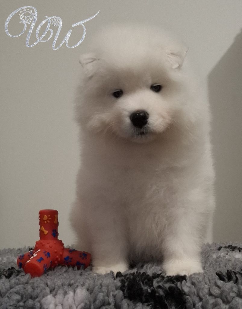 Von Weiss Juwelen - Chiots disponibles - Samoyède