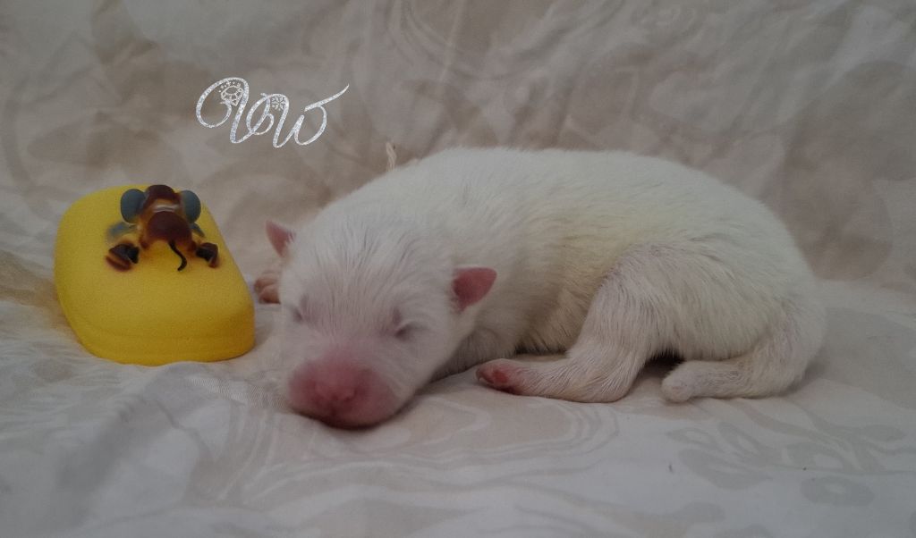 Von Weiss Juwelen - Chiots disponibles - Samoyède