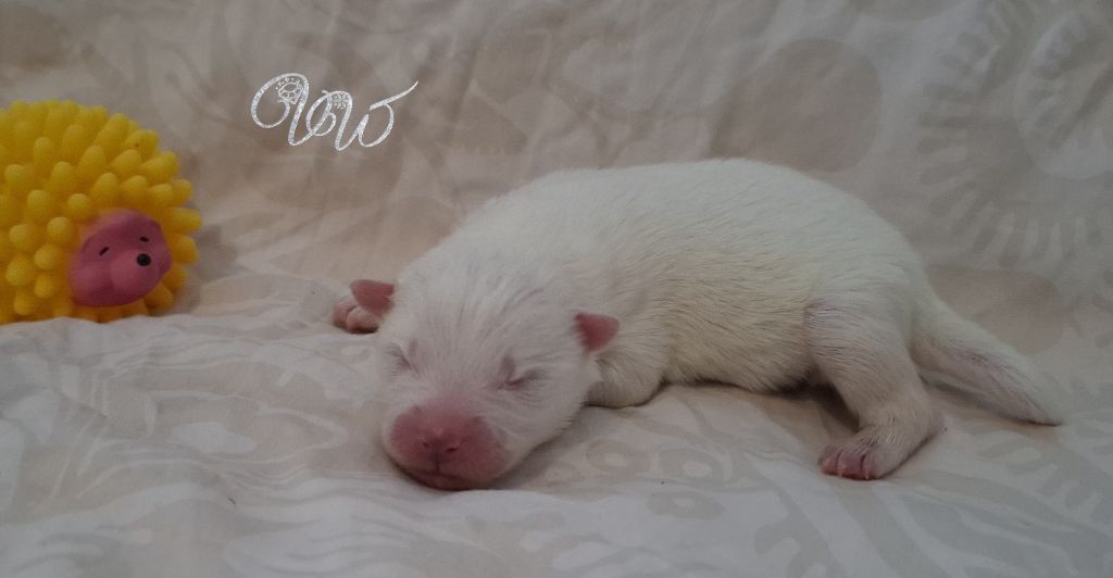 Von Weiss Juwelen - Chiots disponibles - Samoyède