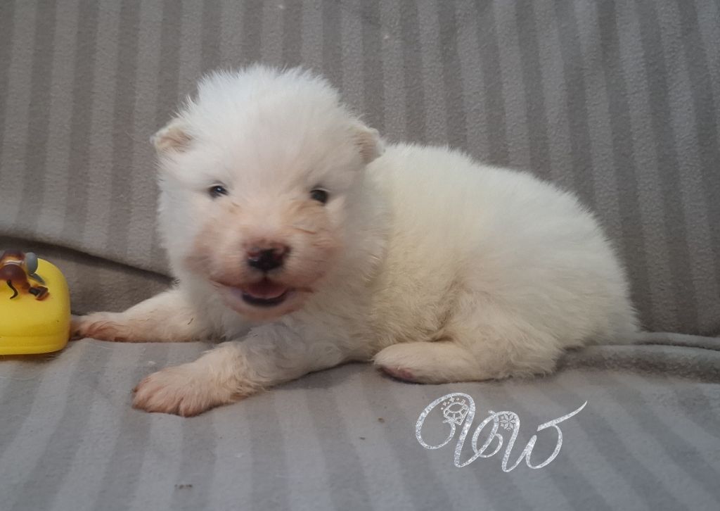 Von Weiss Juwelen - Chiots disponibles - Samoyède