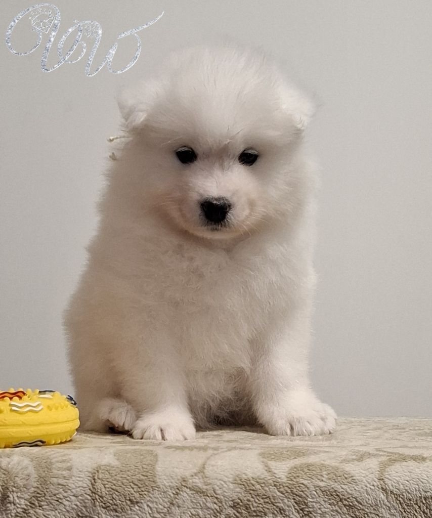 Von Weiss Juwelen - Chiots disponibles - Samoyède
