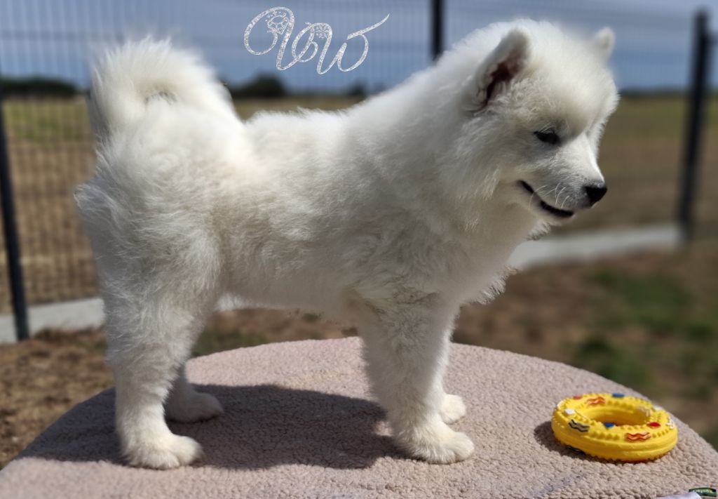 Von Weiss Juwelen - Chiots disponibles - Samoyède