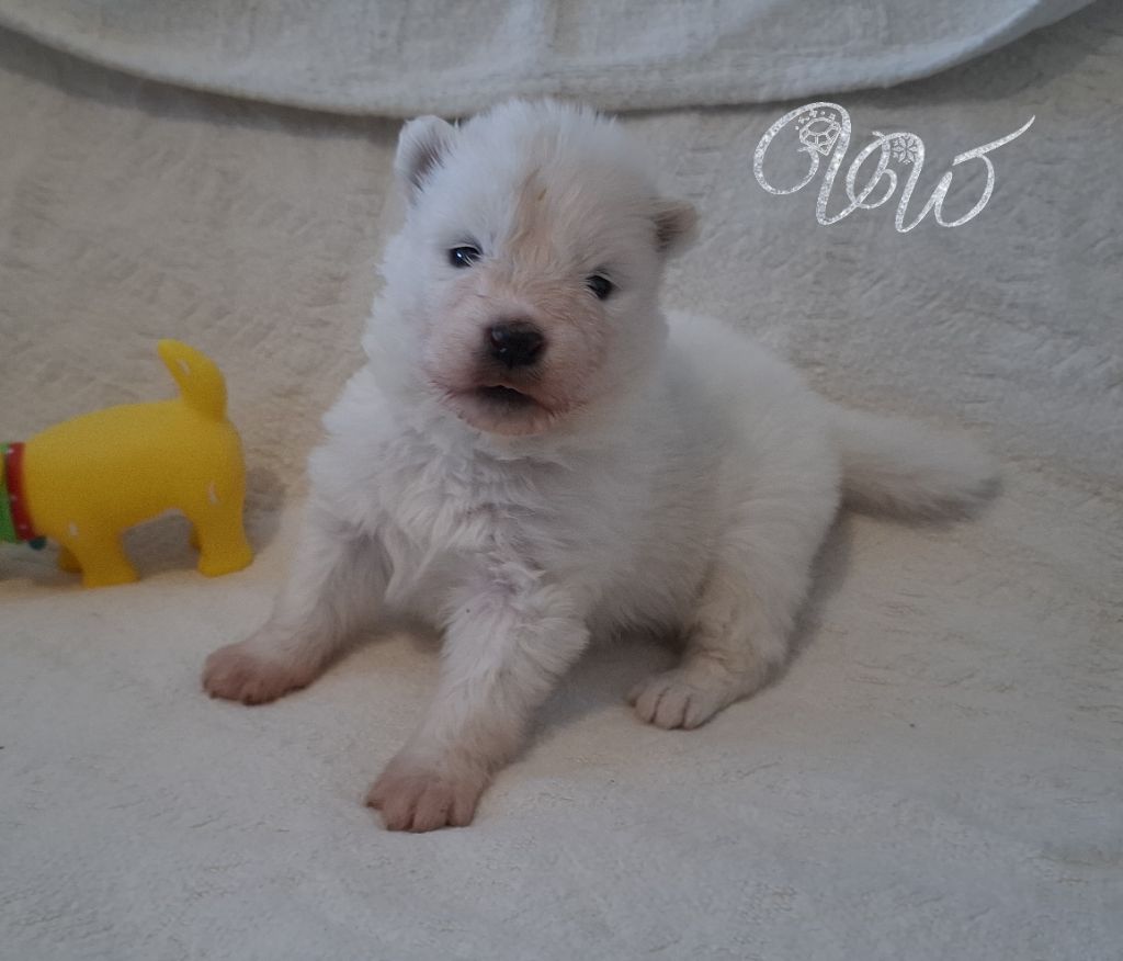 Von Weiss Juwelen - Chiots disponibles - Samoyède