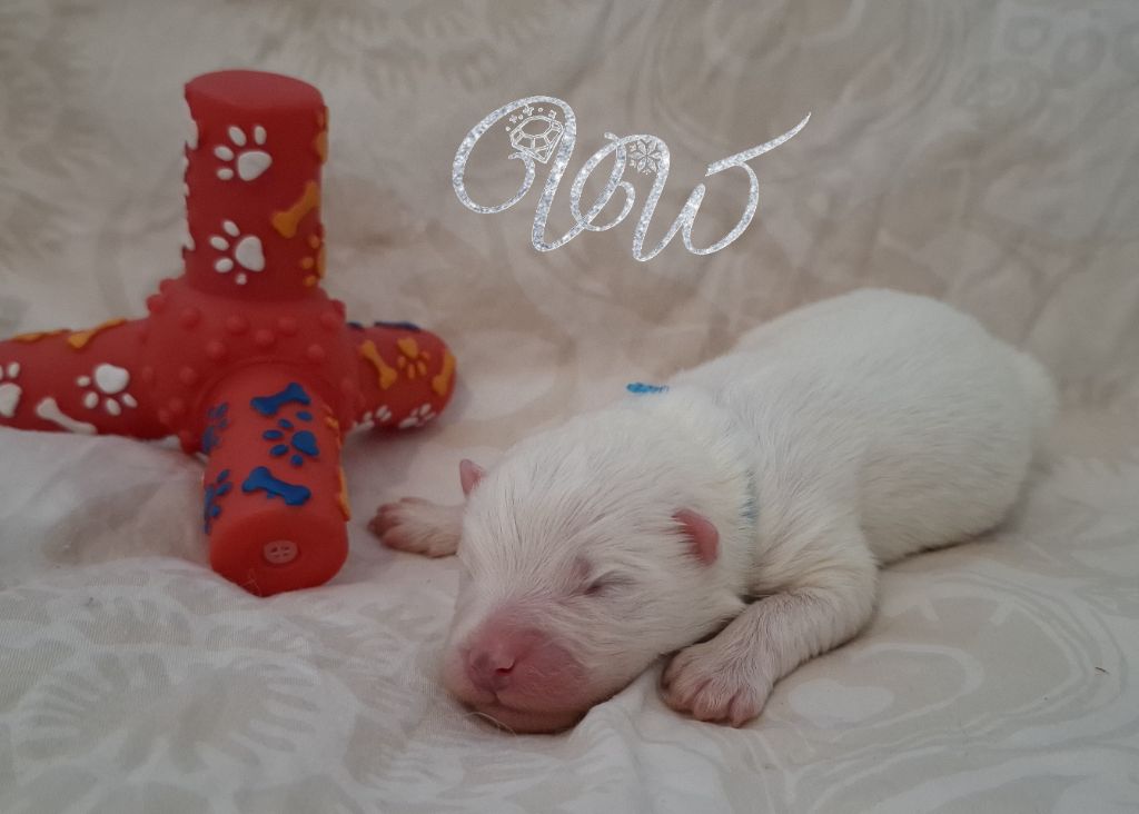 Von Weiss Juwelen - Chiots disponibles - Samoyède