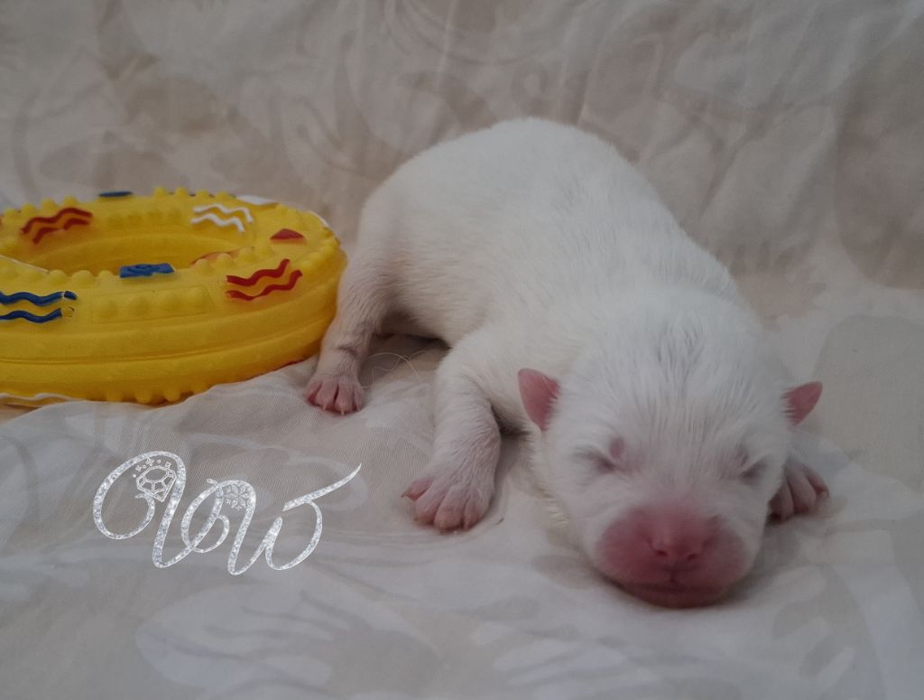 Von Weiss Juwelen - Chiots disponibles - Samoyède
