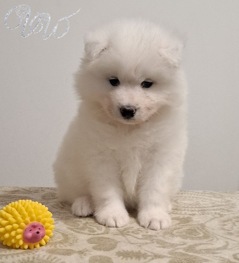 Von Weiss Juwelen - Chiots disponibles - Samoyède