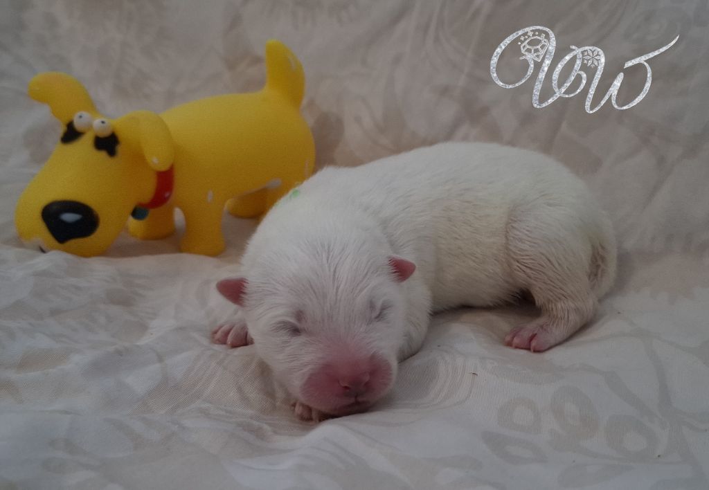 Von Weiss Juwelen - Chiots disponibles - Samoyède
