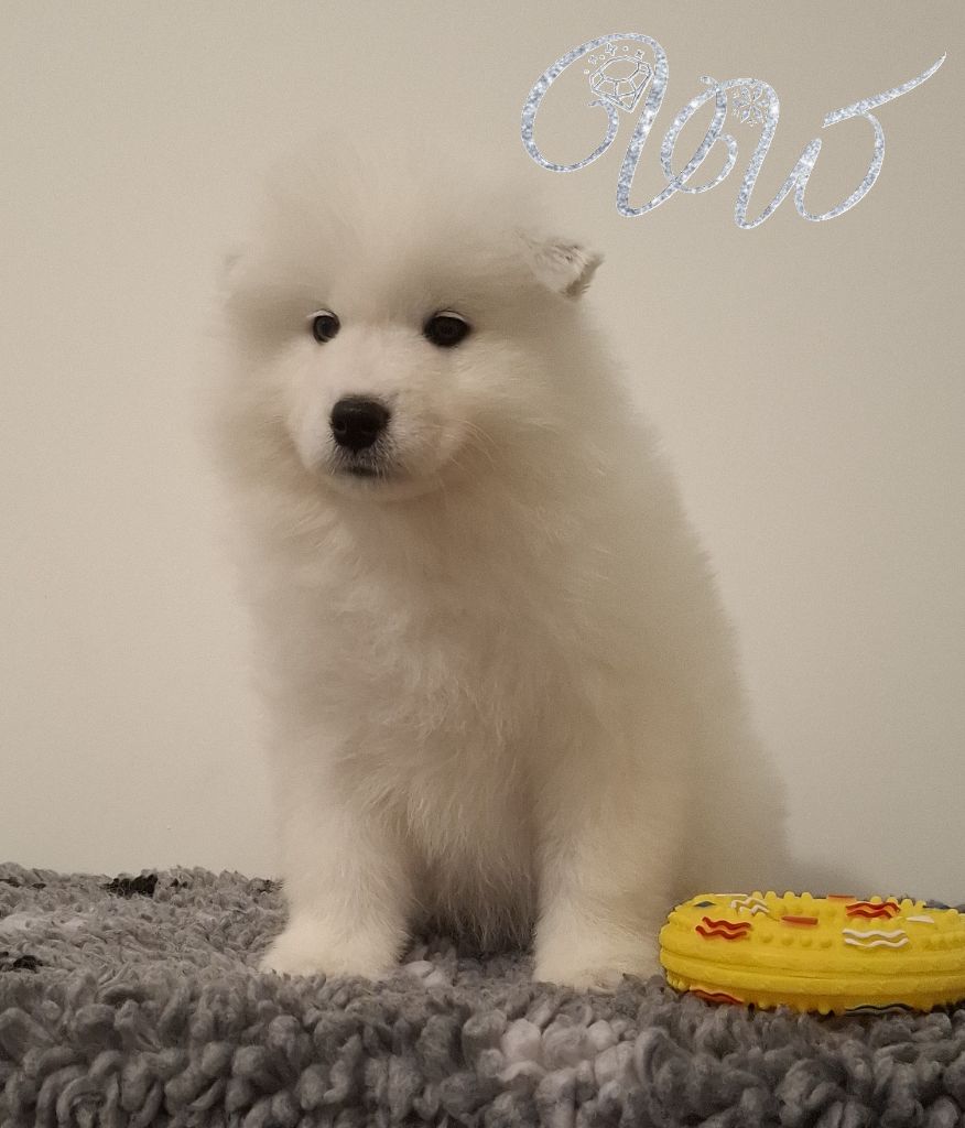 Von Weiss Juwelen - Chiots disponibles - Samoyède