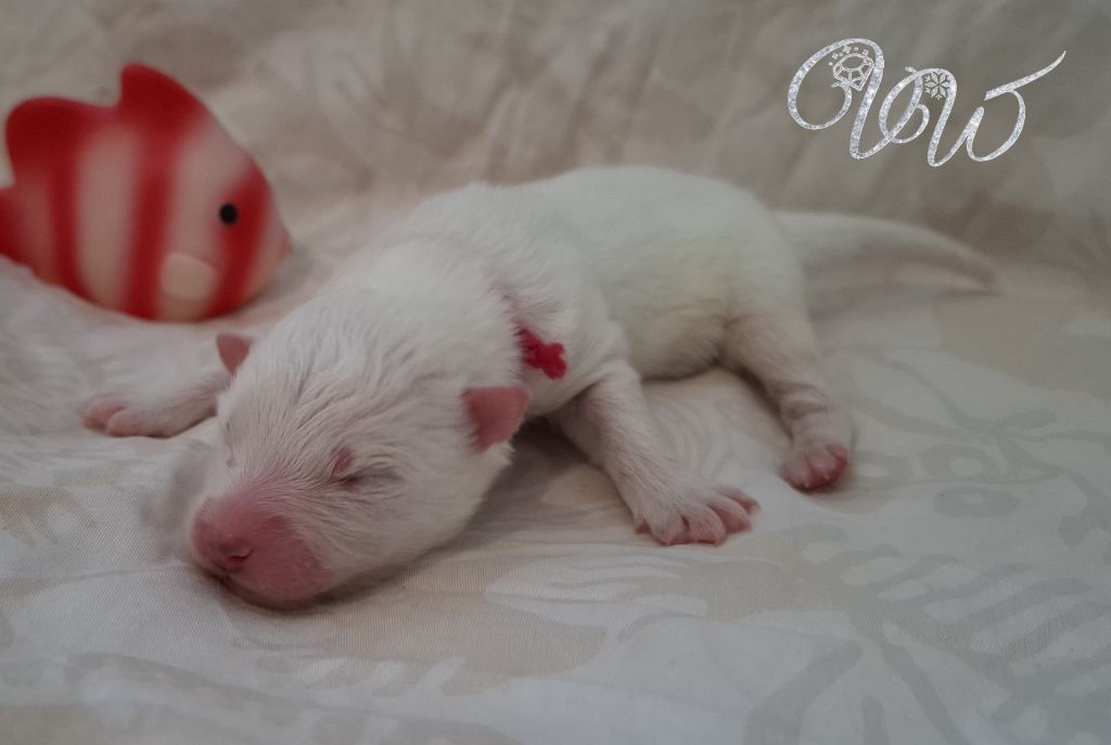 Von Weiss Juwelen - Chiots disponibles - Samoyède