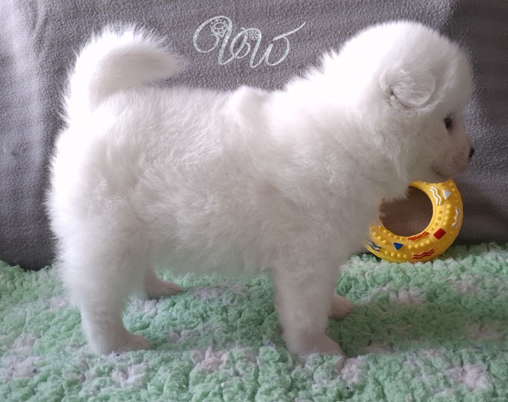 Von Weiss Juwelen - Chiots disponibles - Samoyède