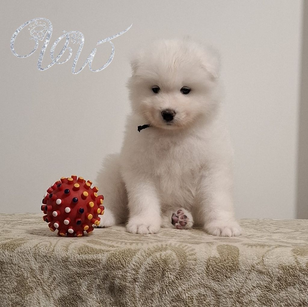 Von Weiss Juwelen - Chiots disponibles - Samoyède